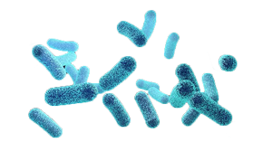bacteria2